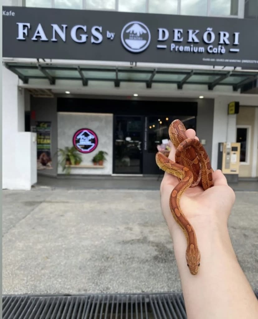 Fangs by Dekõri - A hand holding a snake in front of the store