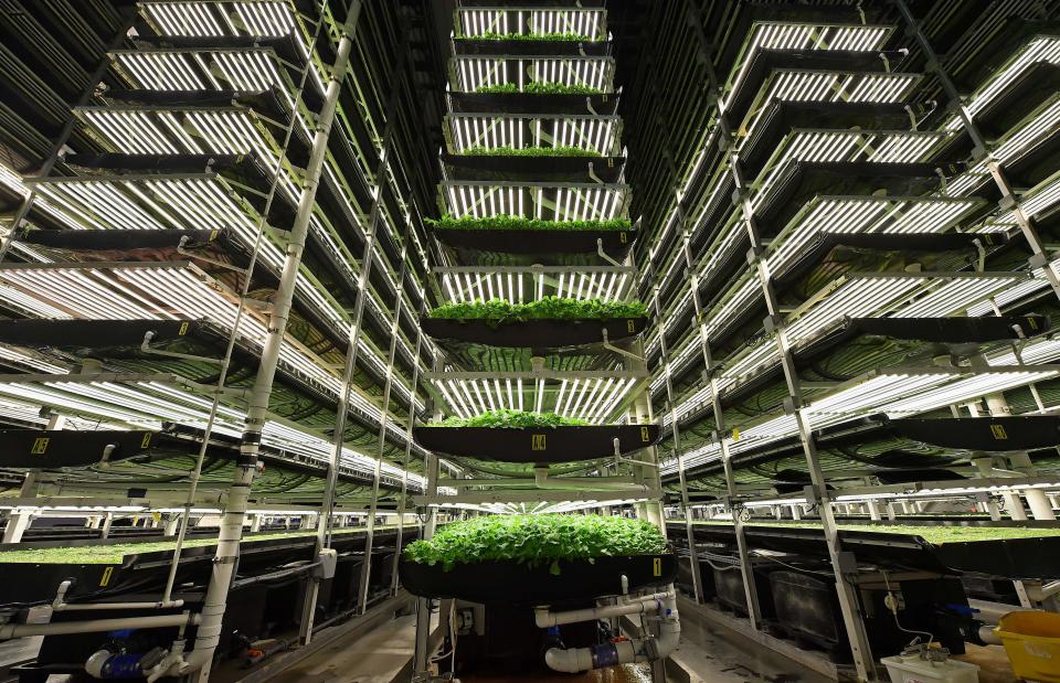 AeroFarms' vertical grow towers on February 19, 2019, in Newark, New Jersey. - AeroFarms, founded in 2004, is the largest vertical farm in the world. The company is considered a pioneer of the sector. It has chosen to fully develop its own technologies which it exports around the world, with projects in China, the Middle East and Northern Europe, according to its co-founder Marc Oshima. (Photo by Angela Weiss / AFP) / TO GO WITH AFP STORY by Juliette MICHEL, "How I found the taste of my grandmother's soup in a salad factory"        (Photo credit should read ANGELA WEISS/AFP via Getty Images)