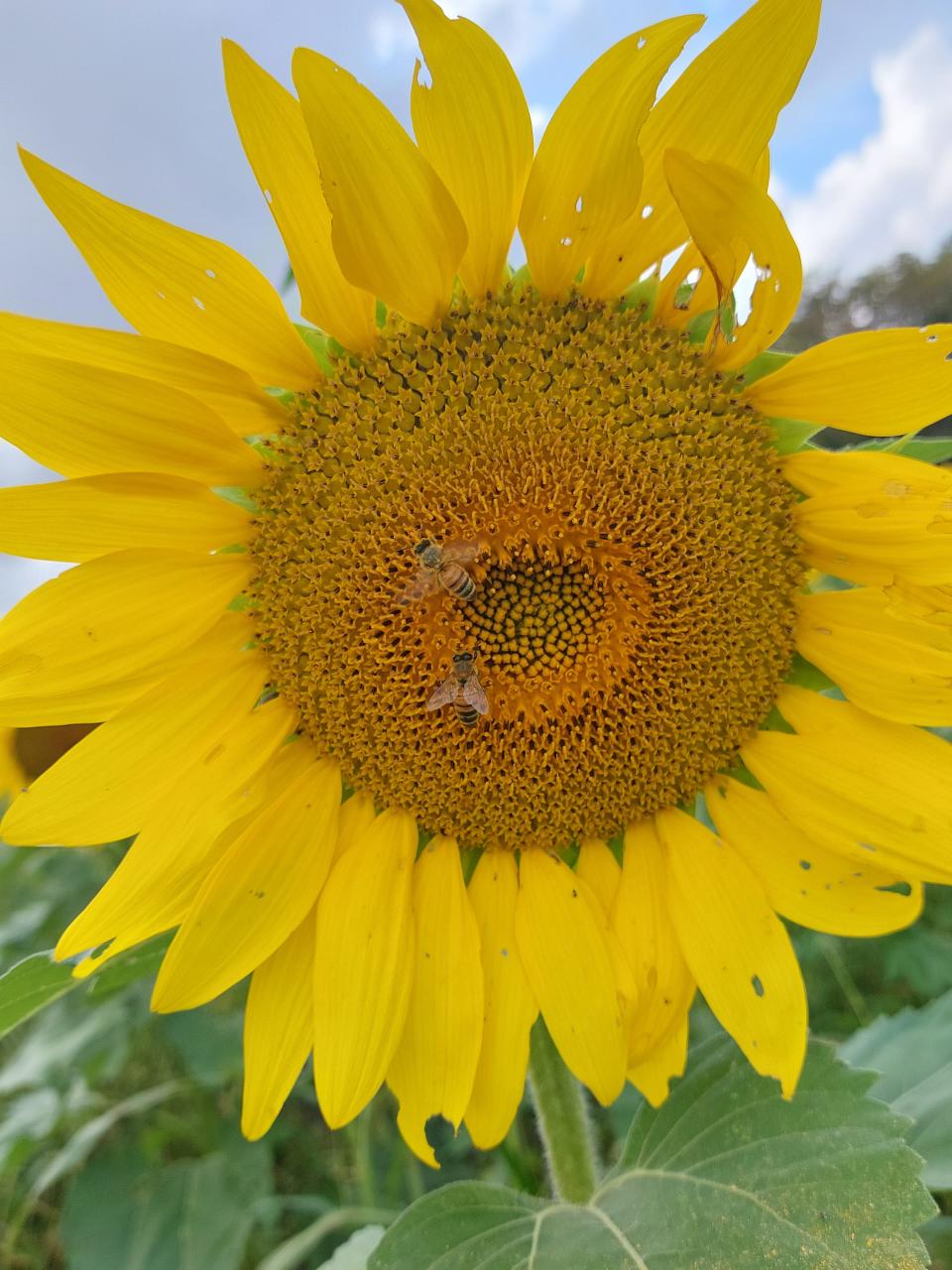 Two bees pollinate a sunflower in October. Bees are an integral part in pollinating crops, such as pumpkins and sunflowers, like this one located in New Castle, Ind.