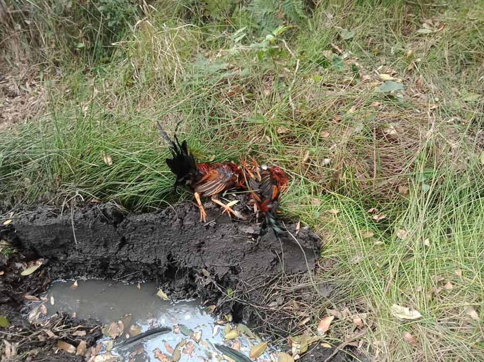 Pictured is one of the five dead chickens laying on what appears to be a four wheel drive track. Source: Facebook