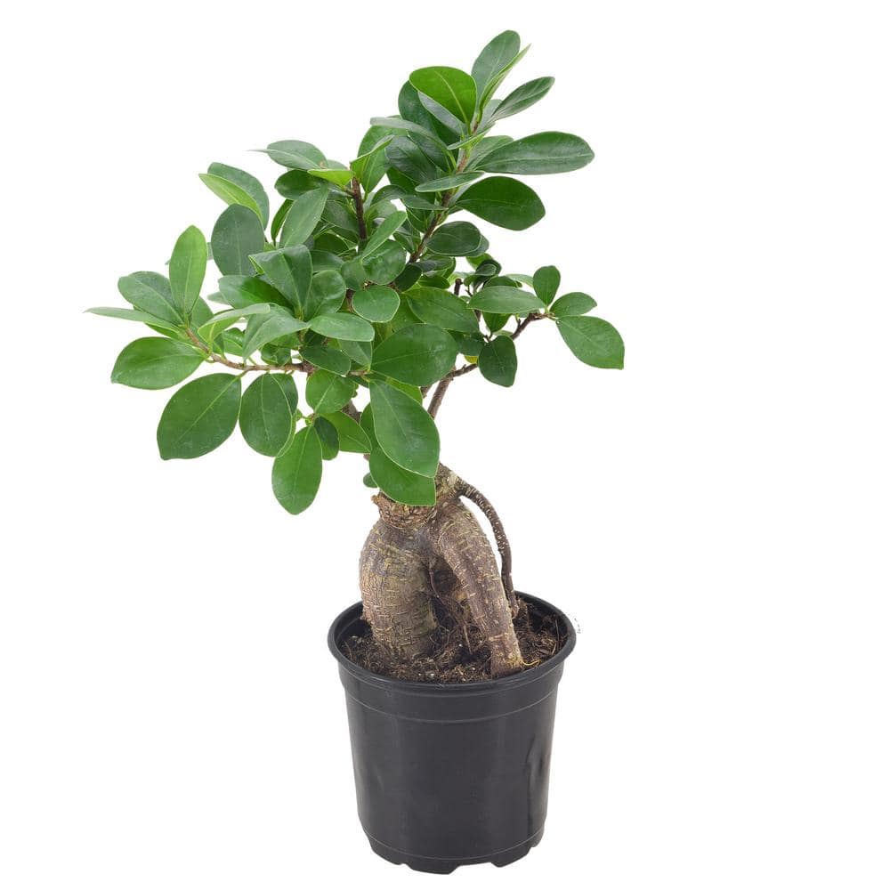 <p><a href="https://go.redirectingat.com?id=74968X1596630&url=https%3A%2F%2Fwww.homedepot.com%2Fp%2FArcadia-Garden-Products-4-in-Ginseng-Ficus-Bonsai-Black-Plastic-Grower-Pot-LV61%2F319533259&sref=https%3A%2F%2Fwww.cosmopolitan.com%2Flifestyle%2Fg43685767%2Fbest-indoor-trees-and-plants%2F" rel="nofollow noopener" target="_blank" data-ylk="slk:Shop Now;elm:context_link;itc:0;sec:content-canvas" class="link rapid-noclick-resp">Shop Now</a></p><p>Ginseng Ficus Bonsai </p><p>$26.89</p><p>homedepot.com</p>