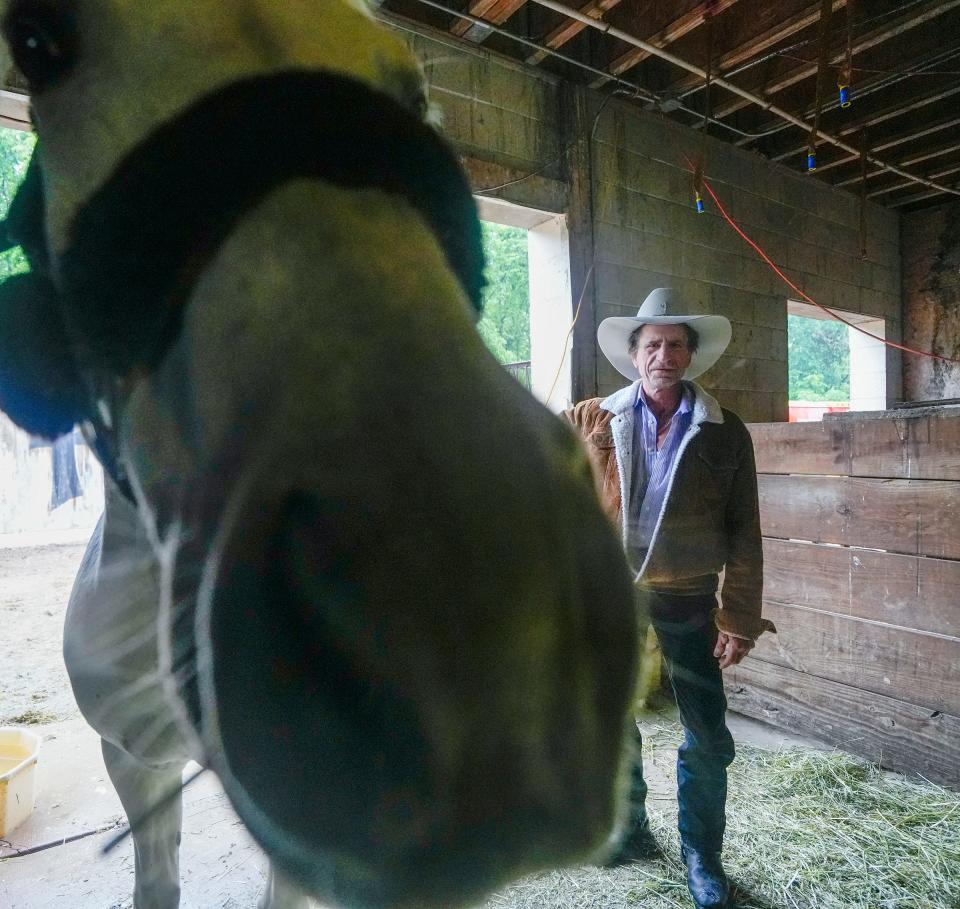 Happy the horse steals the spotlight from Mike Ewert at his nonprofit ranch, Cross Star, in Big Bend on June 13, 2023. Ewert and other volunteers raise steer and pigs to donate to Milwaukee-area food pantries and shelters.