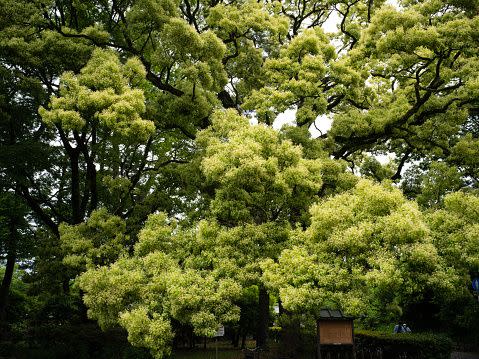 fast growing shade trees