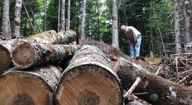 Staff and volunteers at MacPhail Woods have embarked on a project to help restore the biodiversity of a forest in Orwell by clearing away plants and trees that have taken over and planting new, diverse native species.  (Brittany Spencer/CBC - image credit)