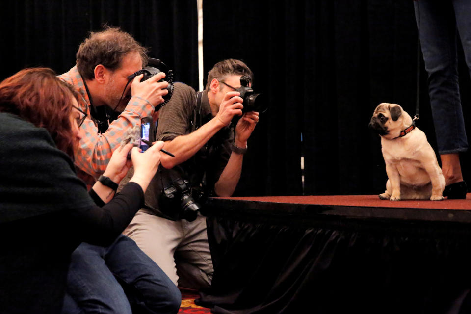 <p>Während der Westminster Kennel Club Dog Show wird der Mops Sid von Fotografen abgelichtet. Die seit 1877 jährlich stattfindende Veranstaltung gilt als älteste Hundeausstellung der Welt. (Bild: Reuters/Andrew Kelly) </p>