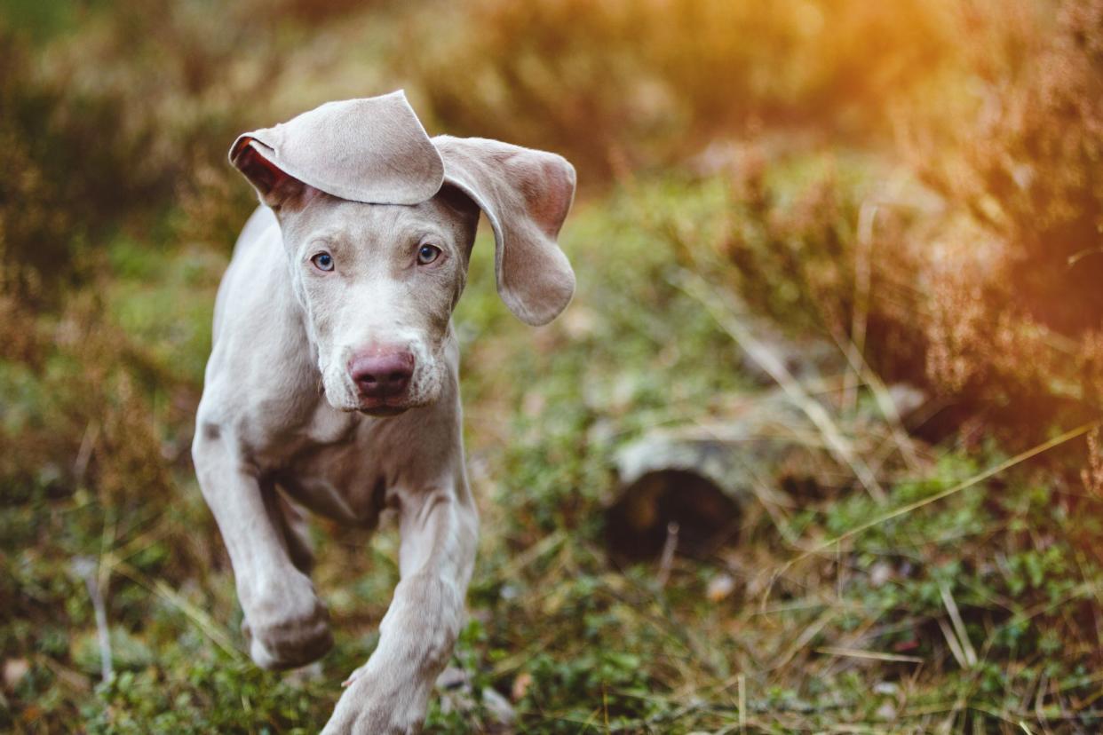 Two months old Weimaraner in the forest