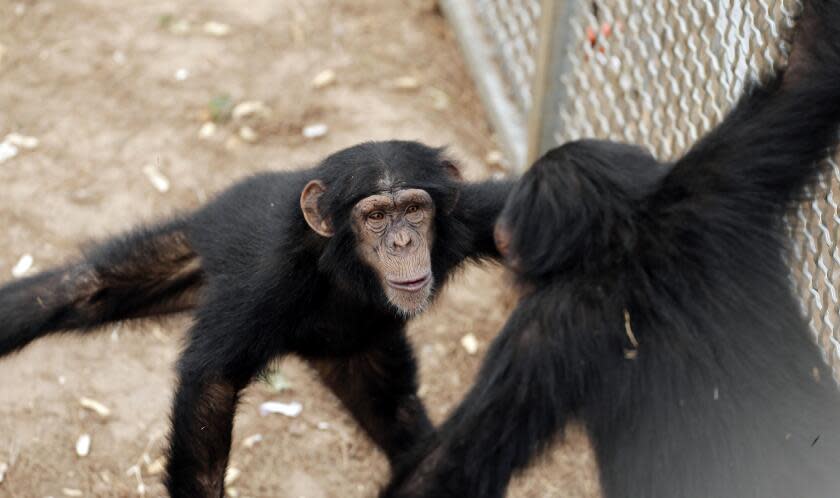 Chimpanzees enjoy retirement at the Chimp Haven sanctuary in Keithville, La., in 2013.