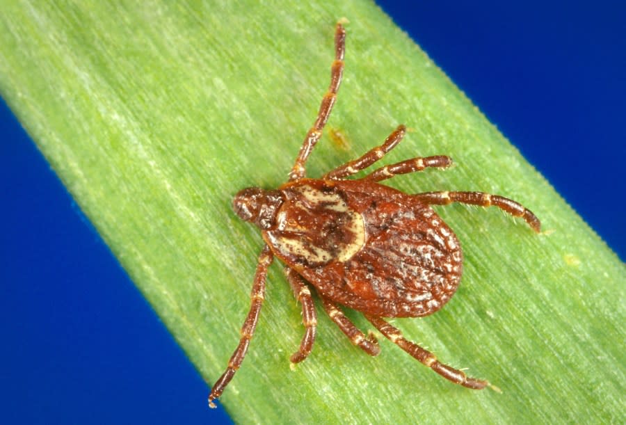 Photo of an American dog tick. (Photo by Smith Collection/Gado/Getty Images).
