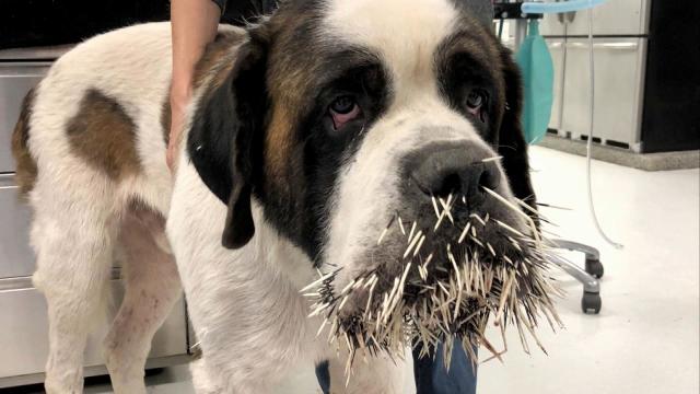 Dog Versus Porcupine: Quills Win