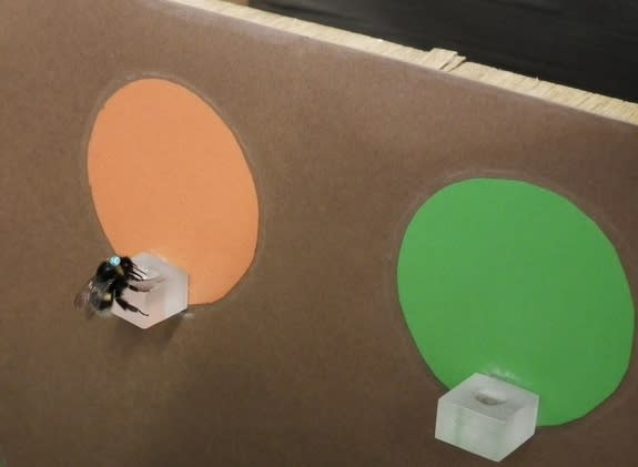 A bee forages at a brightly colored feeding platform.