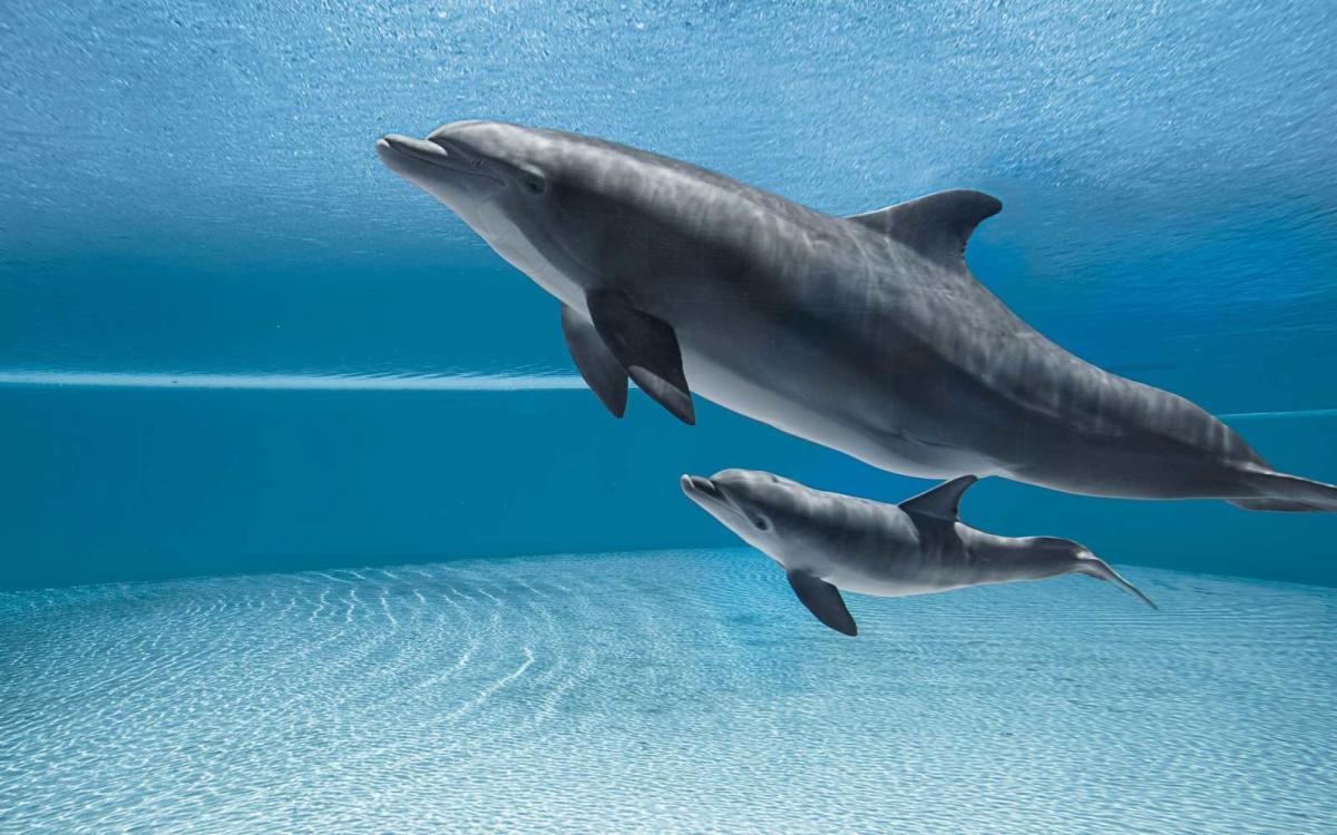 You Can Do Yoga Next to Dolphins at This Hotel in Las Vegas