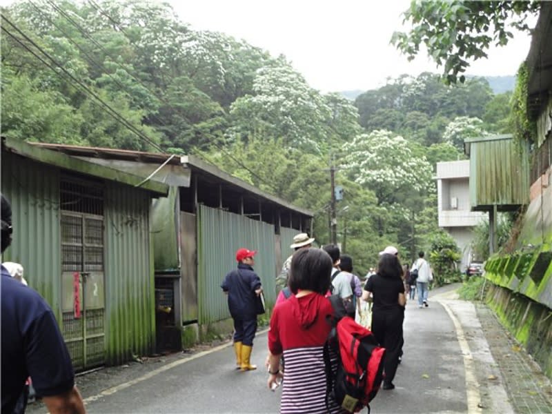 萬福桐花公園為新興賞桐花景點