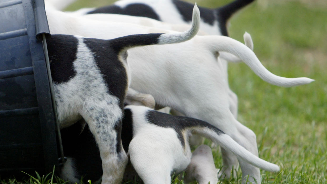 American foxhounds eating out of bucket