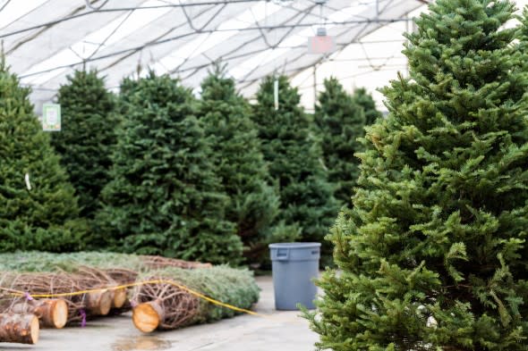 Christmas Tree Farm