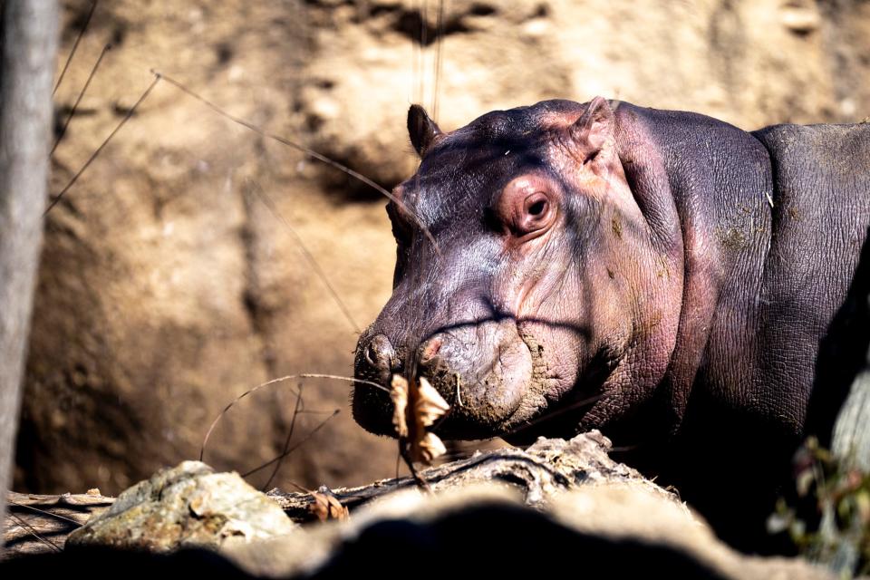 Fritz, or the cutest hippo there ever was, walks around Hippo Cove.