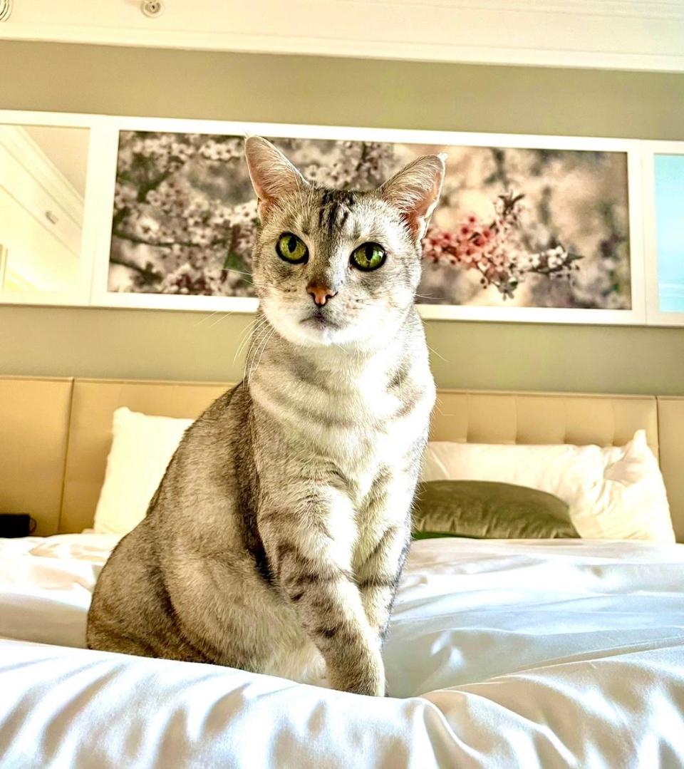 Sheena, a 16-year-old half-Siamese and half-Abyssinian, is “Queen of the Palm Beach Jungle,” says her owner, Julie Hayek.