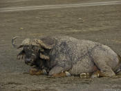 The African Cape Buffalo (Syncerus caffer) is a large bovid and its unpredictable nature makes it highly dangerous to approach. Adult buffalo have few predators and are capable of defending themselves against (and killing) lions.