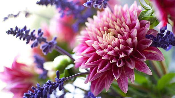 beautiful bouquet of dahliasjuarezii and lavender in enchanted garden