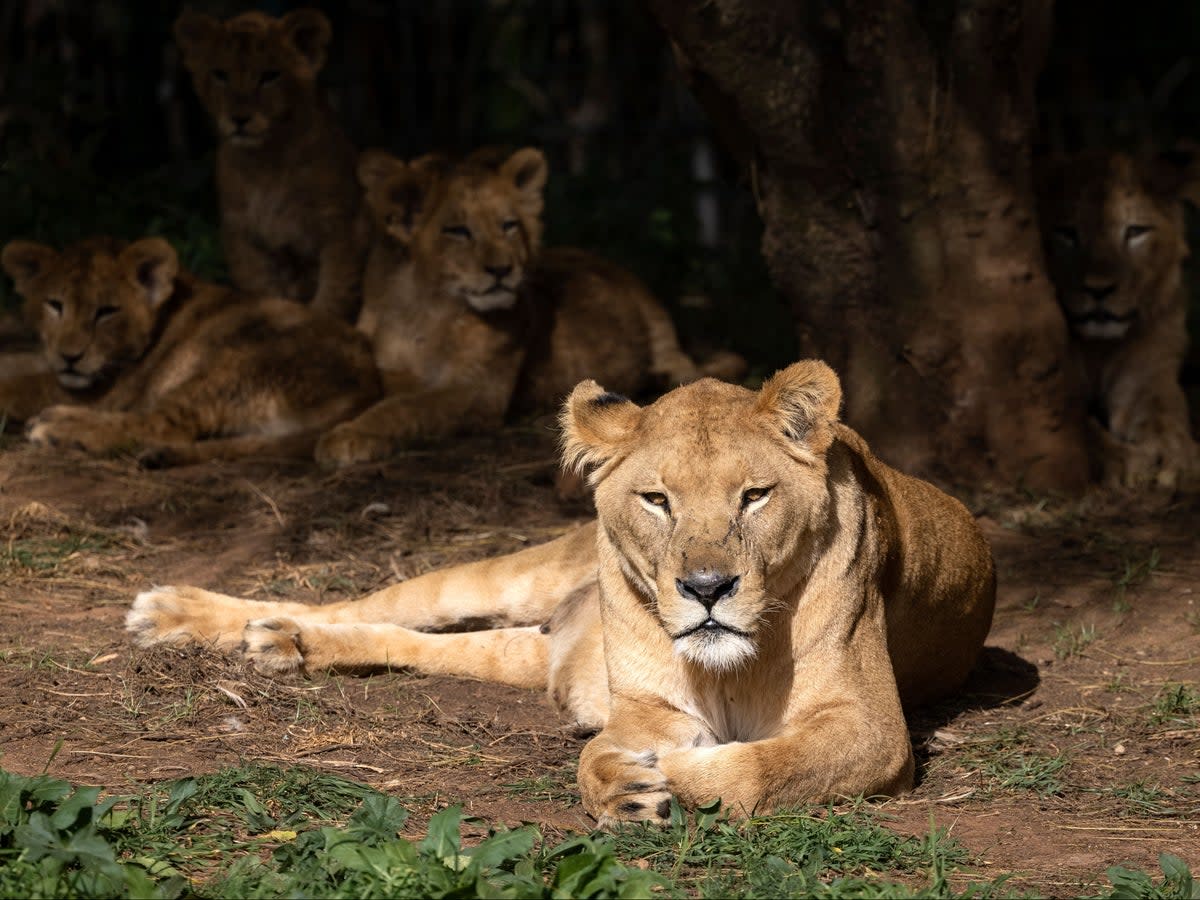 An Indian zoo has been forced to change the ‘blasphemous’ names of two of its lions  (Getty)