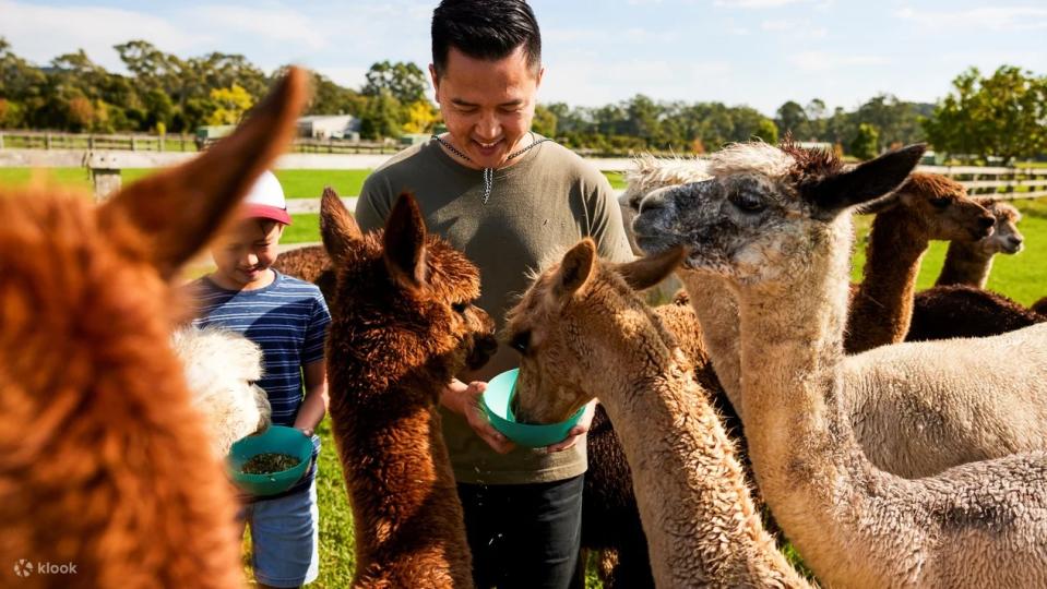 Iris Lodge Alpacas and Farm Animal Feeding Experience. (Photo: Klook SG)