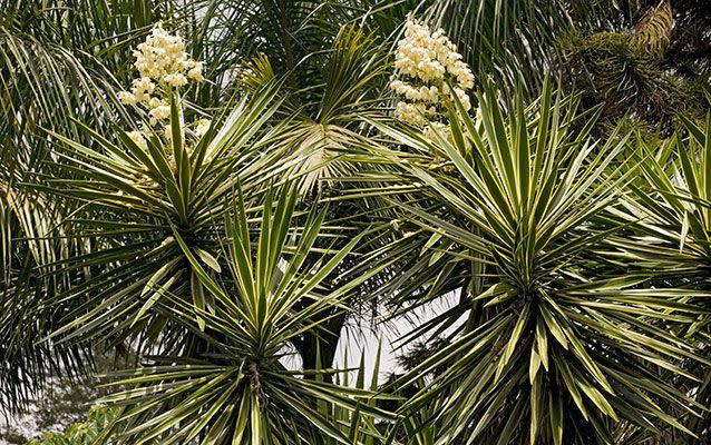 The trendy yucca house plant is causing a spike in trips to the hospital emergency department. Source: AAAP