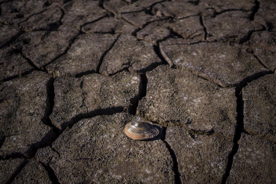 A clam lies dead on the dry surface of the Arnius-Boadella reservoir, which is only at 12 percent of its capacity, near Figueras, north of Girona, Spain, Thursday, Jan. 25, 2024. Barcelona and the surrounding area of Spain's northeast Catalonia are preparing to face tighter water restrictions amid a historic drought that has shrunk reservoirs to record lows. Catalonia has recorded below-average rainfall for 40 consecutive months. Experts say that the drought is driven by climate change and that the entire Mediterranean region is forecast to heat up at a faster rate than many other regions in the coming years. (AP Photo/Emilio Morenatti)