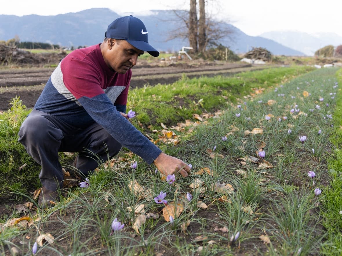 Avtar Dhillon at his saffron patch on his farm in early November, before the floods devastated his crop. (Gian Paolo Mendoza/CBC - image credit)