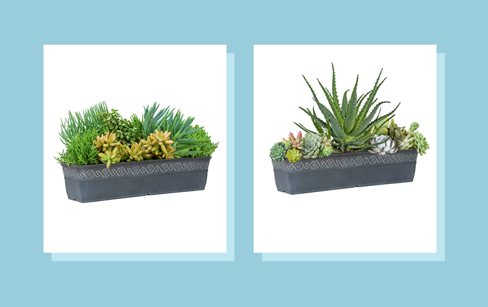 Find the perfect place for your succulents.