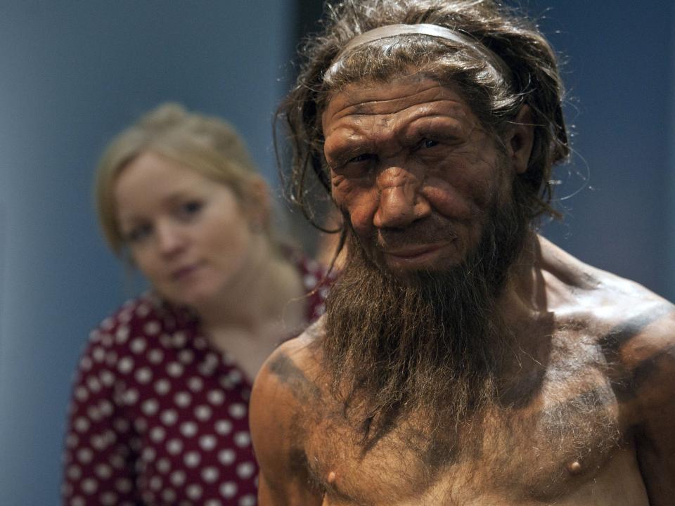 A museum employee looking at a model of a Neanderthal.