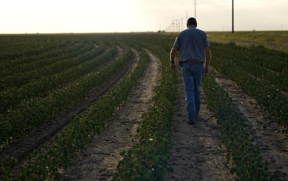 Farmer Barry Evans walks through a struggling cotton crop, Monday, Oct. 3, 2022, in Kress, Texas. Evans, like many other cotton growers, has walked away from more than 2,000 acres of his bone-dry fields. (AP Photo/Eric Gay)