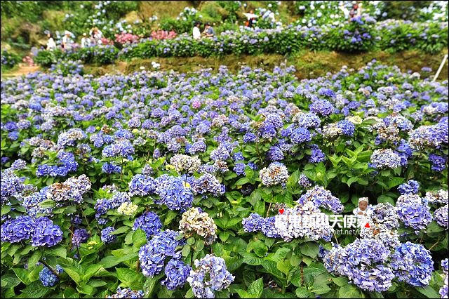 陽明山竹子湖繡球花地圖懶人包~2015/6/9花況（上篇）