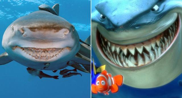 Meet the smiling shark who is a dead ringer for Bruce from Finding Nemo