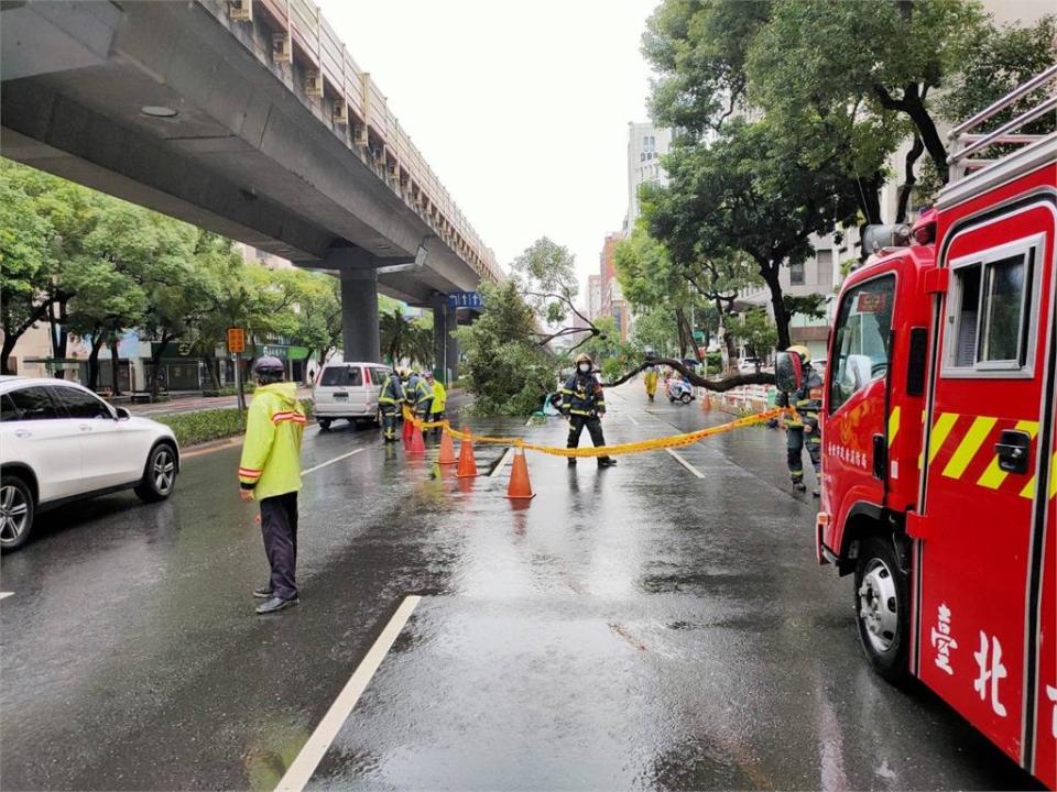 快新聞／北市20公尺高路樹突倒塌  2人遭砸中急送醫