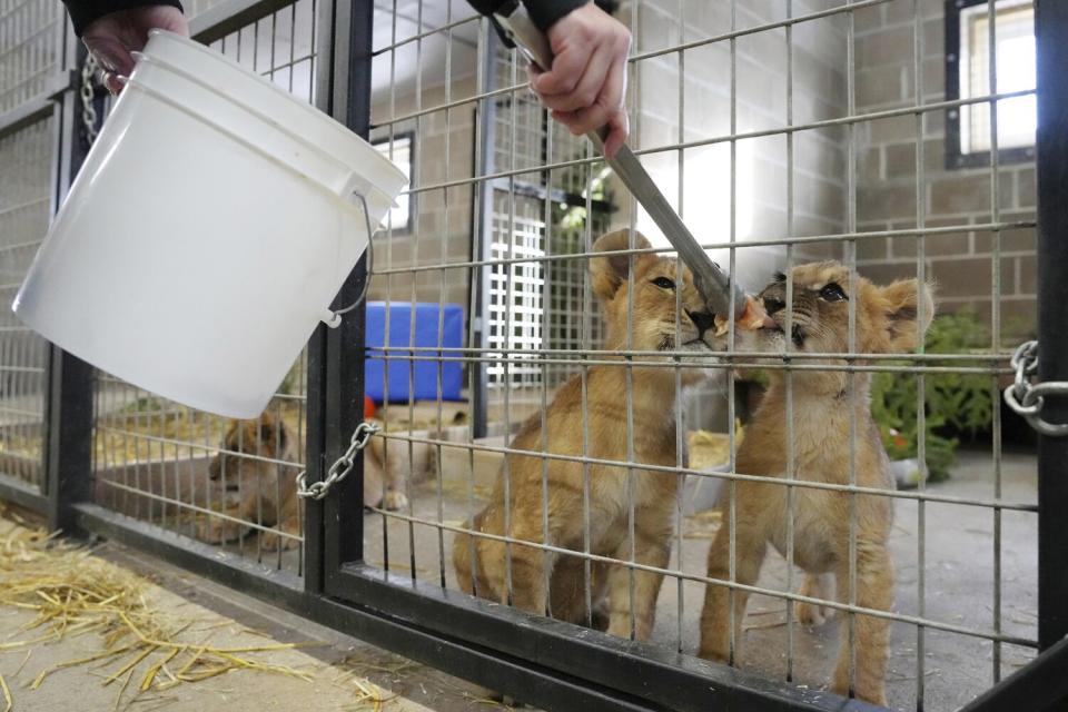 Lion cubs who were rescued from the war in Ukraine by the International Fund for Animal Welfare, adjust to their new home at The Wildcat Sanctuary