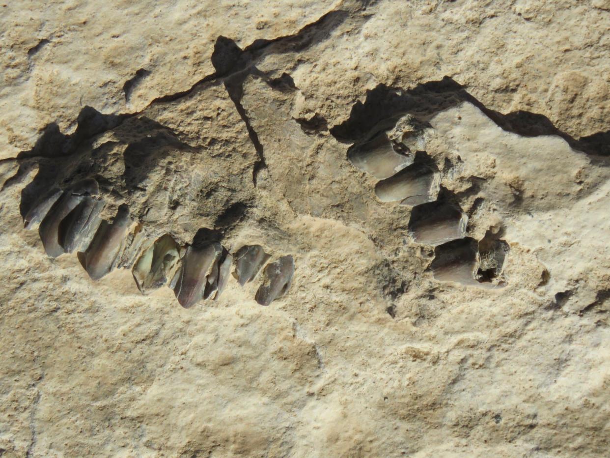 Des traces d'Homo sapiens vieilles de 120.000 ans ont été retrouvées dans le désert du Néfoud en Arabie Saoudite. - BADAR ZAHRANI / AFP