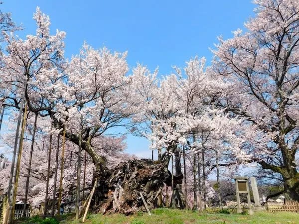 日本櫻花2023｜櫻花季限定東京2天團！6大賞櫻名所＋浸私人風呂＋富士陶板燒＋任摘時令水果