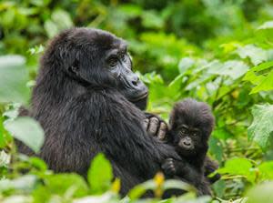 Immotion, the global leader in immersive edutainment partners with Dian Fossey Gorilla Fund and announces the launch of Gorilla Trek, a new live-action virtual reality experience that takes guests to the rainforests of Rwanda on a mission to study one of nature’s most intriguing yet endangered animals – the mountain gorilla.
