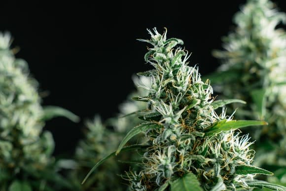 A flowing cannabis plant up close, with a dark background.