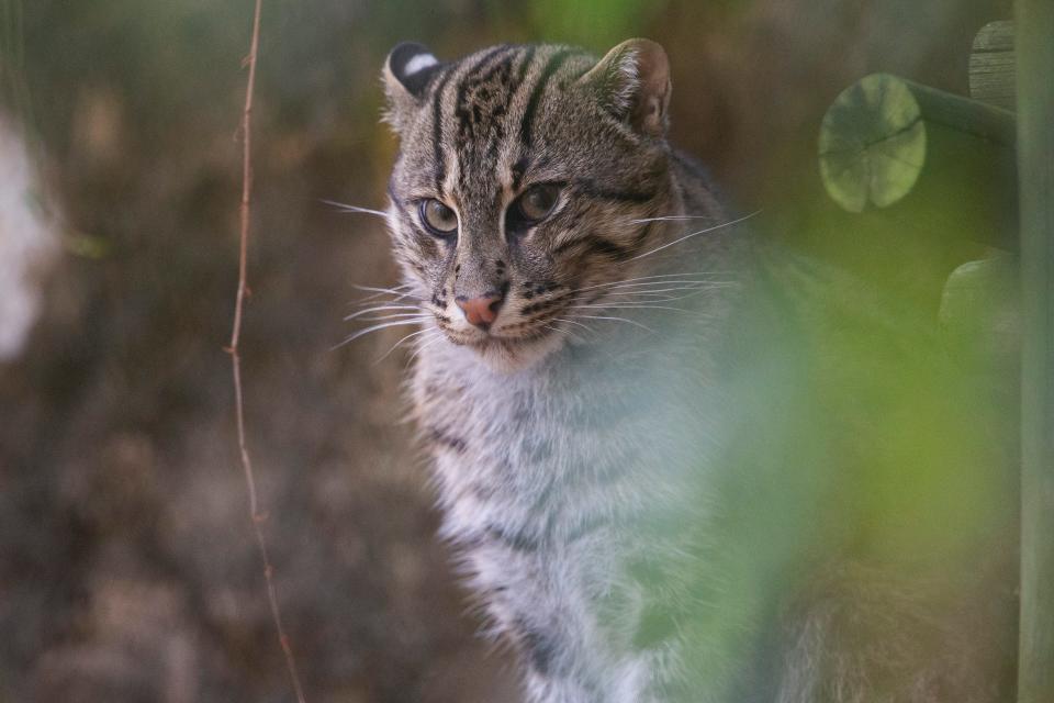 Korra, a fishing cat, looks out from her habitat at the Memphis Zoo on November 17, 2023.