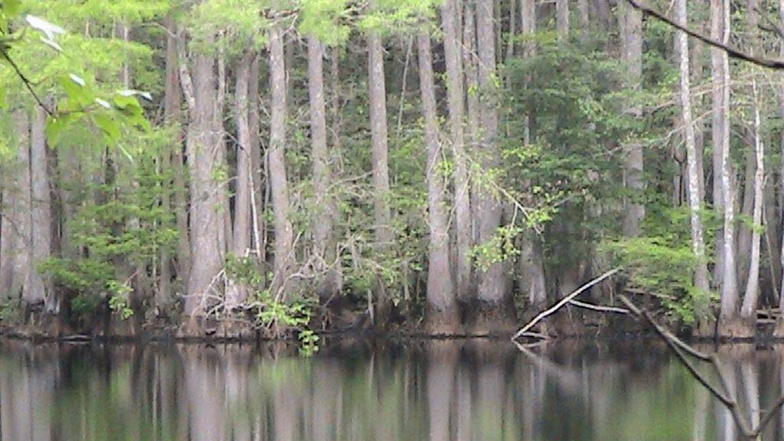 The Little Pee Dee River and surrounding swamps lie in the vicinity of a proposed new freeway from Interstate 95 to Myrtle Beach. A 2024 report says the proposed interstate makes the river one of America’s most threatened.