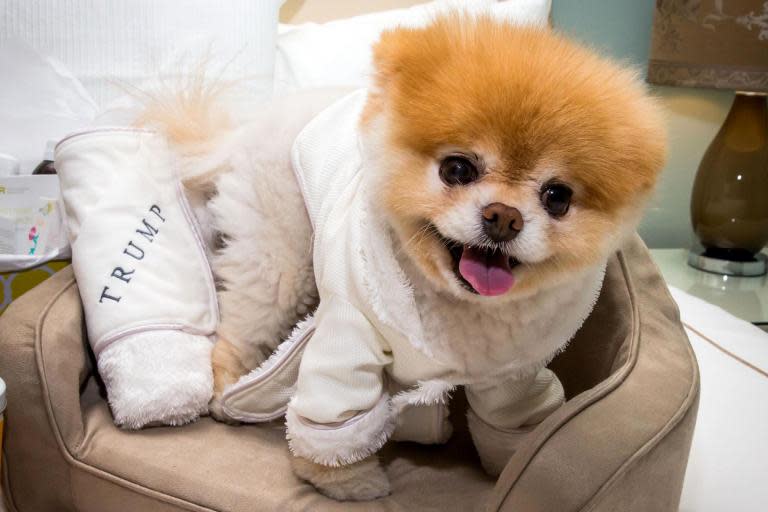 Boo the Pomeranian dog dead: Social media star dies from a 'broken heart'