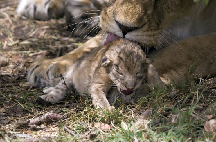 A British wildlife photographer has captured the rare sight of lion cubs just a few hours old