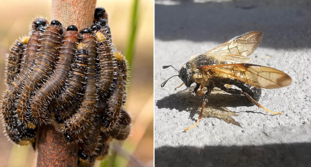 Warning after Aussie's common discovery at base of tree: 'Stay away