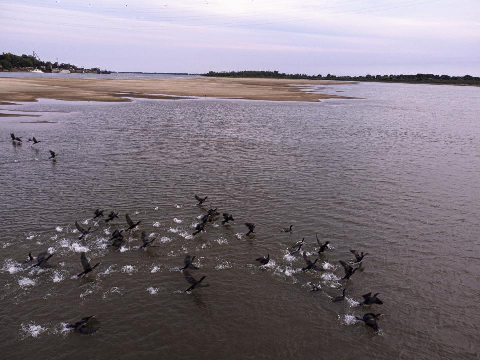 Mbigua birds flies near a sand bank exposed by the low level of Paraguay river, in Asuncion amid a historic drought that is affecting the its level, in Paraguay, Wednesday, Sept. 22, 2021. (AP Photo/Jorge Saenz)