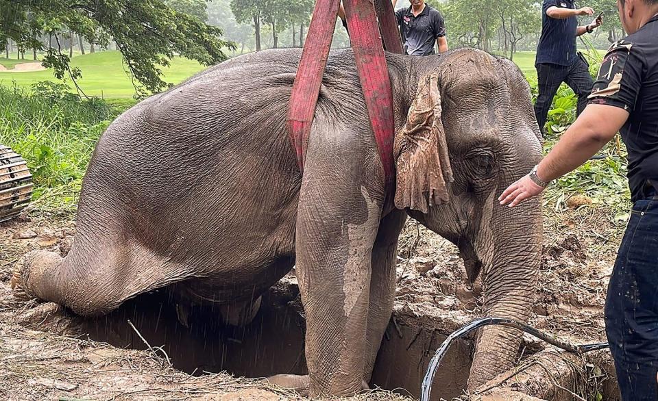 This handout photo taken and released on July 13, 2022 by Thailand's Department of National Parks, Wildlife and Plant Conservation shows an adult elephant being lifted away from a hole, during a rescue operation to recover an infant elephant that had fallen into the hole, in Nakhon Nayok province in central Thailand