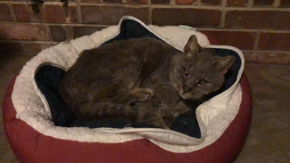 Ritz, a gray tabby that went missing nearly 16 years ago, rests Tuesday with his original owner a few feet away.