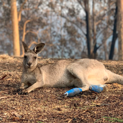 Rae Harvey is treating the survivors of the bushfires on her property near Batemans Bay. Source: Wild2Free