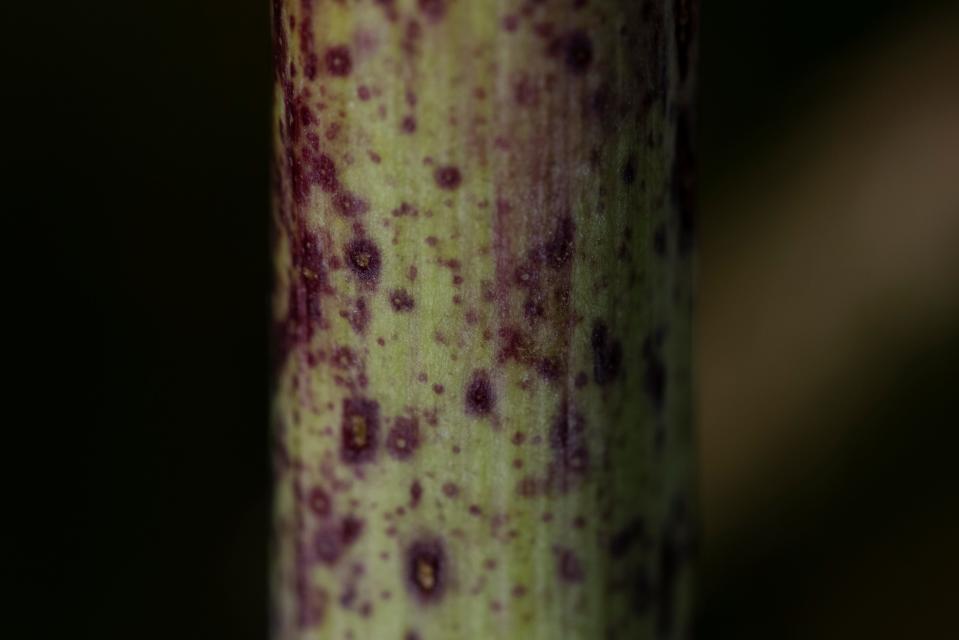 Red botches on a stem of Hemlock growing beside a road on June 30, 2021 near Faversham, England.