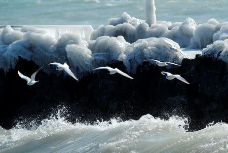 Gulls fly during a windy winter day near Lake Leman in Geneva, Switzerland, February 26, 2018. REUTERS/Denis Balibouse