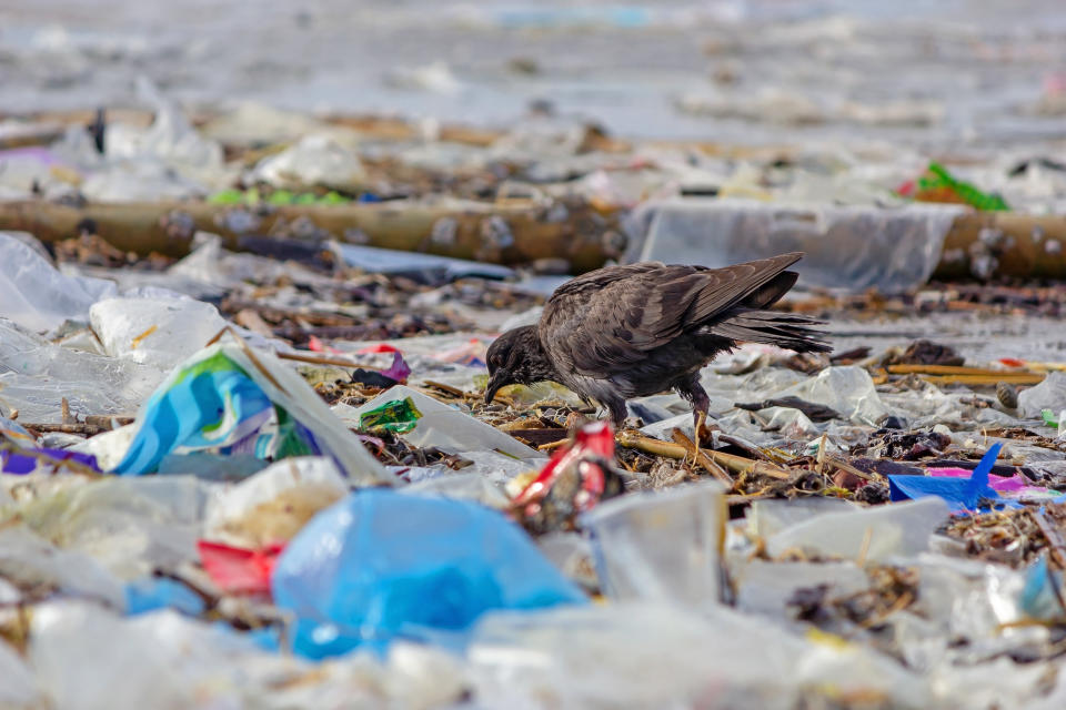 Dove walking on garbage beach.